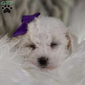 Bridget, Bichon Frise Puppy